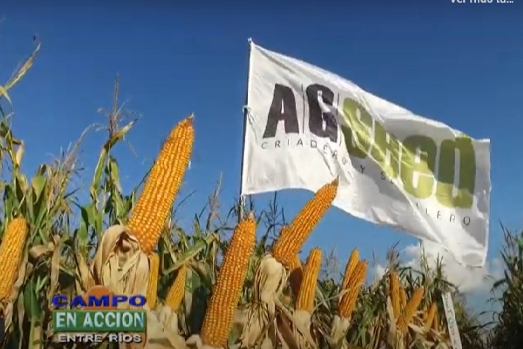 AGseed ocupa un lugar importantes en el mercado local