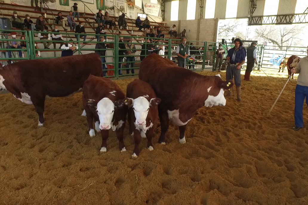 Pasaron por la pista reproductores, vaquillonas y terneros.
