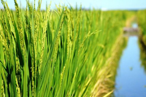 En Corrientes estudian una maleza agresiva para el arroz