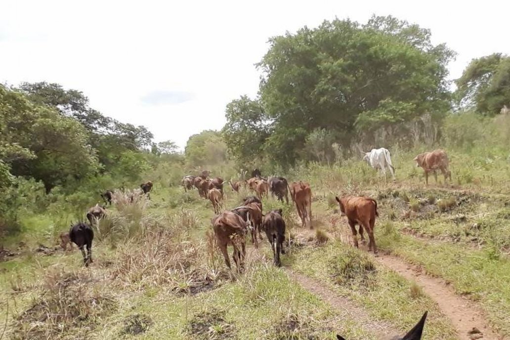 Gremiales defienden la producción agropecuaria en zona de islas.