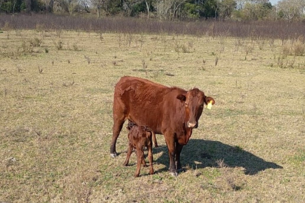 Brasil padece el flagelo y suspendió sus ventas a China. Foto ilustrativa.
