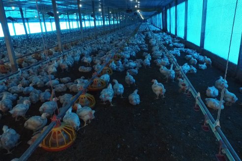 Avicultura: anunciaron la apertura del mercado coreano para los pollos