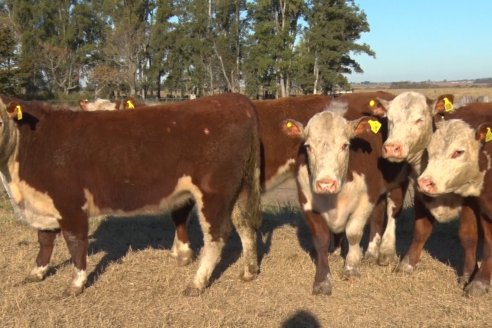 La caída del stock ganadero nacional es apenas moderado