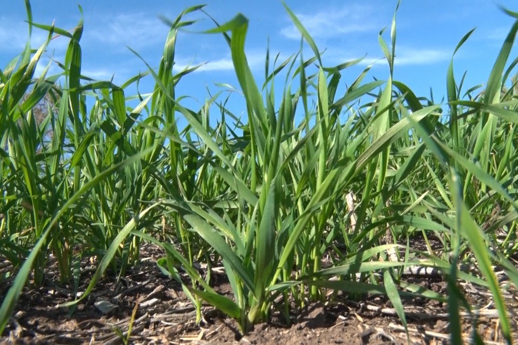 El cultivo inició con un barbecho y la siembra arrancó a finales de junio.