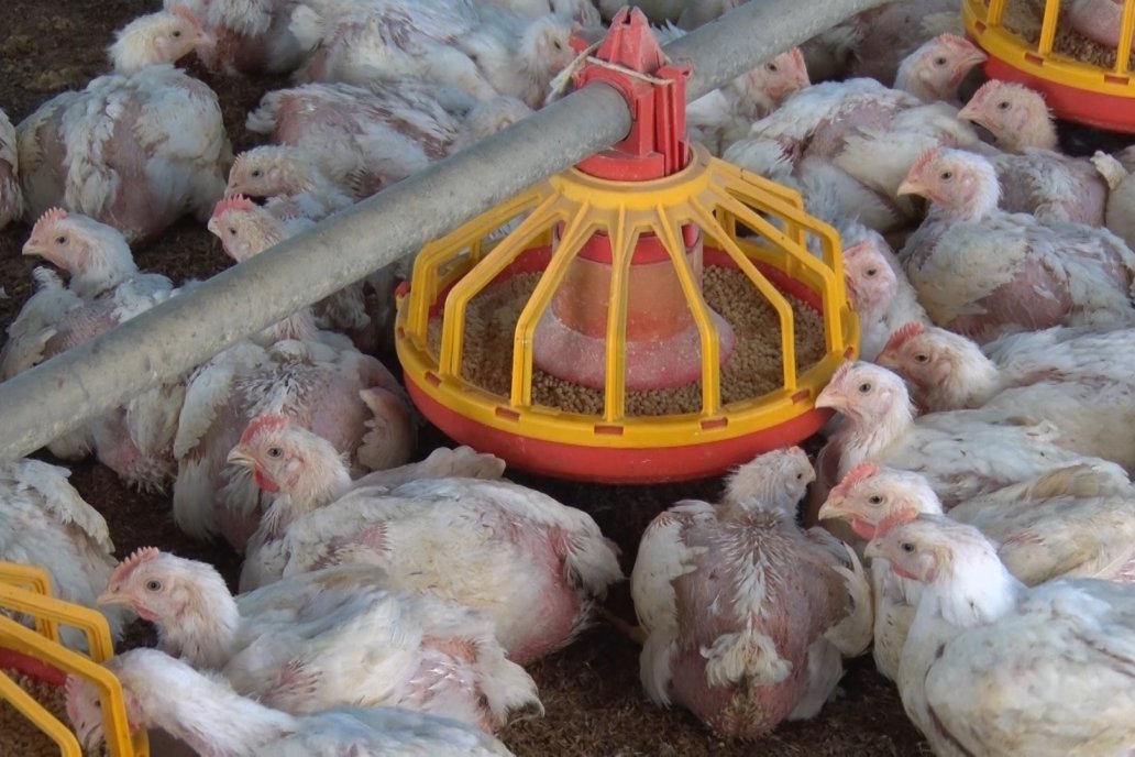La desregulación perjudica directamente a la actividad avícola entrerriana.