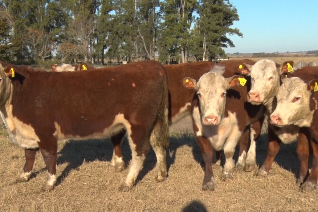 En el país hay poco más de 53,4 millones de cabezas.