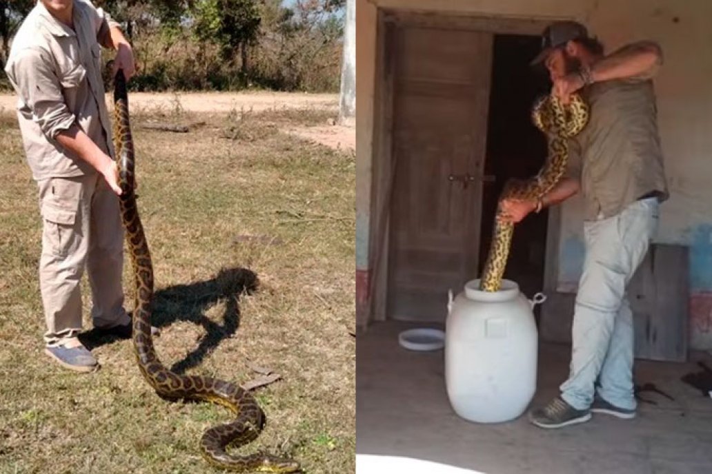 Los ejemplares se encontraron en perfecto estado general y nutricional.