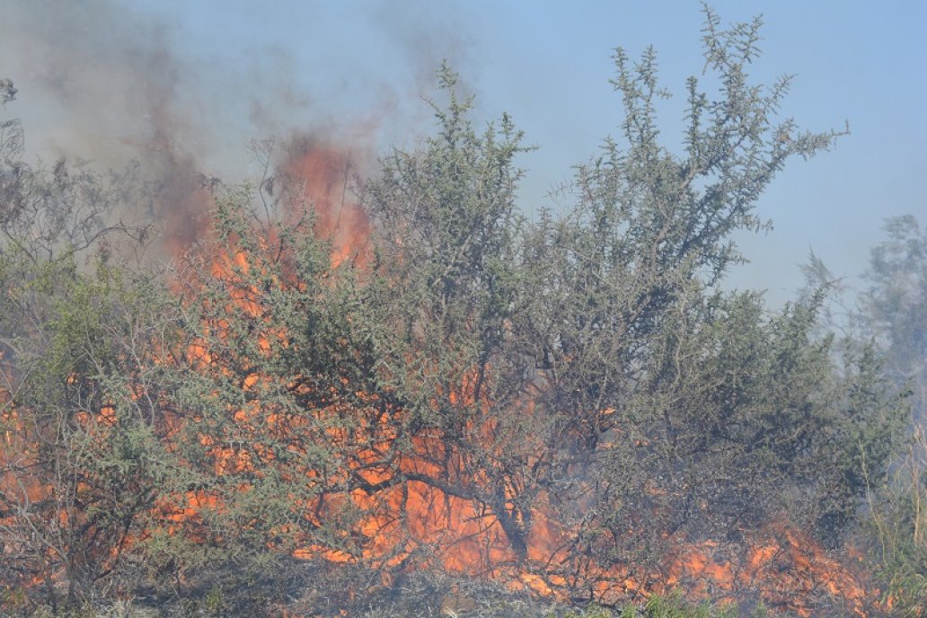 Investigadores argentinos y españoles aúnan esfuerzo para hacer diagnósticos.