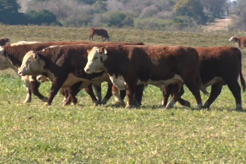 Cabaña La Reconquista de Jorge Holzmann - Preparativos del 6to Remate Anual junto Cabaña El Mojón