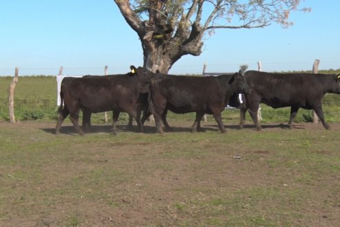 Cabaña El Mojón de la Familia Mohr - Preparativos del 6to Remate Anual junto Cabaña La Reconquista