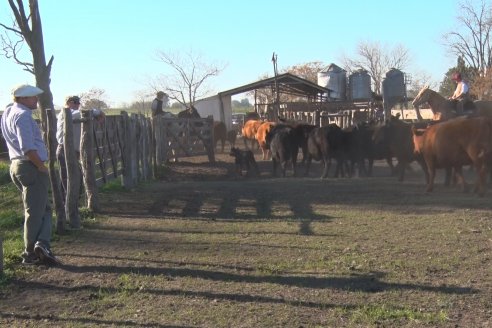 Cabaña El Mojón de la Familia Mohr - Preparativos del 6to Remate Anual junto Cabaña La Reconquista