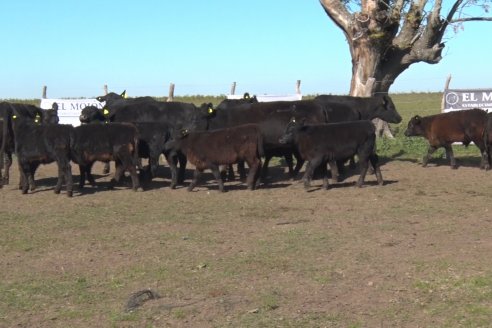 Cabaña El Mojón de la Familia Mohr - Preparativos del 6to Remate Anual junto Cabaña La Reconquista