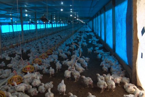 Ricardo Unrein - Pte. Cámara Argentina de Productores Integrados de Pollos - 