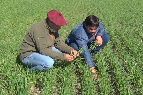 Visita a Establecimiento San Alfonso - Sanidad del Cultivo del Trigo