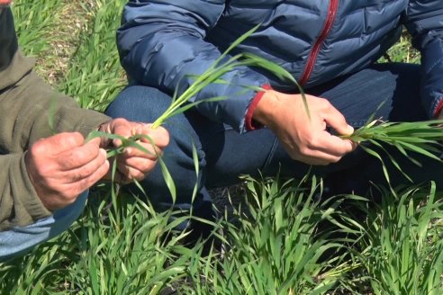 Visita a Establecimiento San Alfonso - Sanidad del Cultivo del Trigo