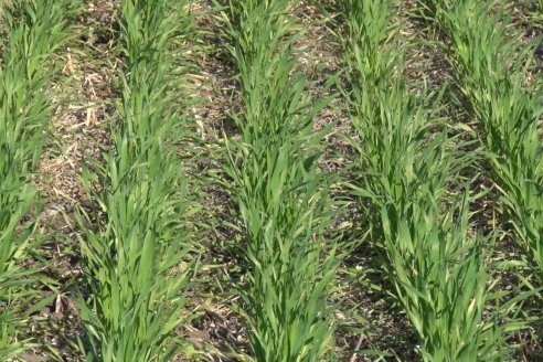 Visita a Establecimiento San Alfonso - Sanidad del Cultivo del Trigo