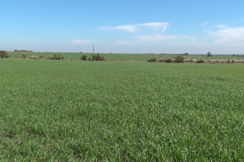 Visita a Establecimiento San Alfonso - Sanidad del Cultivo del Trigo