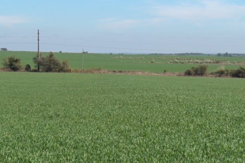 Visita a Establecimiento San Alfonso - Sanidad del Cultivo del Trigo