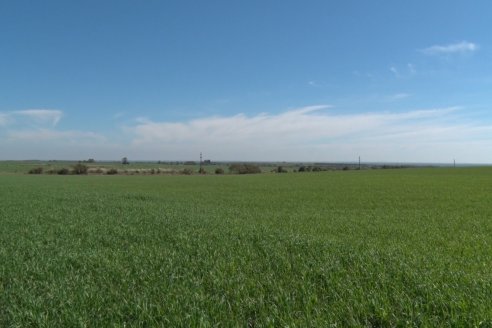 Visita a Establecimiento San Alfonso - Sanidad del Cultivo del Trigo