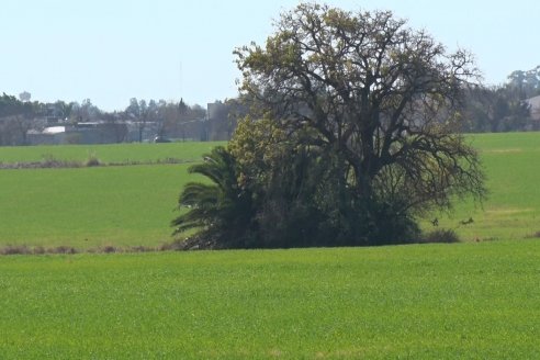 Visita a Establecimiento San Alfonso - Sanidad del Cultivo del Trigo