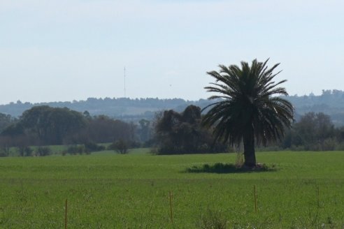 Visita a Establecimiento San Alfonso - Sanidad del Cultivo del Trigo