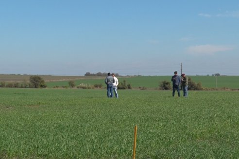 Visita a Establecimiento San Alfonso - Sanidad del Cultivo del Trigo