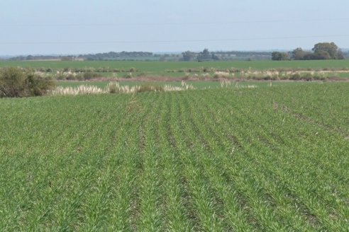 Visita a Establecimiento San Alfonso - Sanidad del Cultivo del Trigo