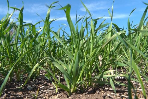 Visita a Establecimiento San Alfonso - Sanidad del Cultivo del Trigo