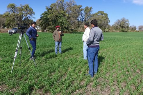 Visita a Establecimiento San Alfonso - Sanidad del Cultivo del Trigo