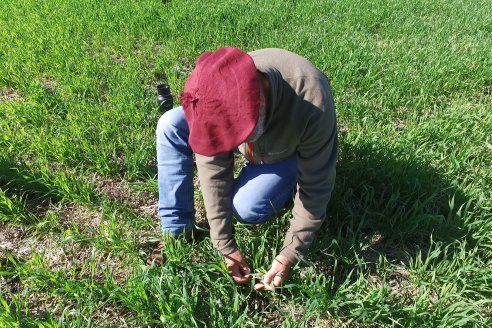 Visita a Establecimiento San Alfonso - Sanidad del Cultivo del Trigo