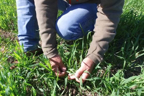 Visita a Establecimiento San Alfonso - Sanidad del Cultivo del Trigo