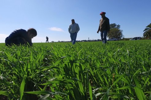 Visita a Establecimiento San Alfonso - Sanidad del Cultivo del Trigo