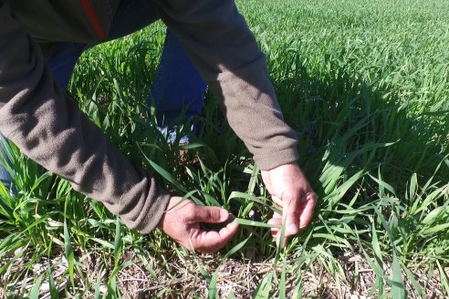 Visita a Establecimiento San Alfonso - Sanidad del Cultivo del Trigo