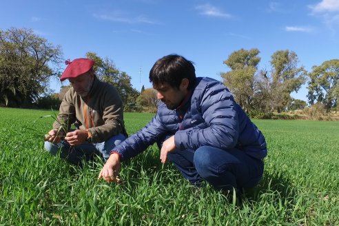 Visita a Establecimiento San Alfonso - Sanidad del Cultivo del Trigo