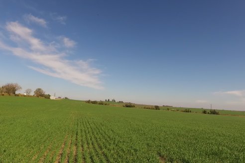 Visita a Establecimiento San Alfonso - Sanidad del Cultivo del Trigo