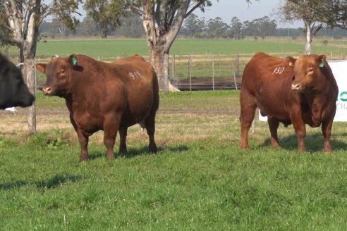 Entre Angus será la cita del año