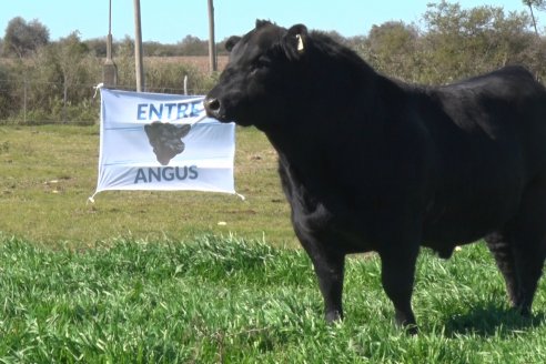 Carlos Ojea Rullán - Cabaña La Juanita - “Nací escuchando que la genética es tirar la plata, y hoy queda claro que es inversión”