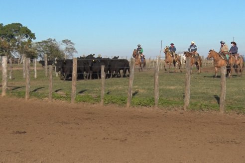 Juan Manuel Sanchez - Estancia La Chica - Preparación de lotes para el remate ENTRE ANGUS en Chajarí