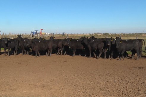 Juan Manuel Sanchez - Estancia La Chica - Preparación de lotes para el remate ENTRE ANGUS en Chajarí