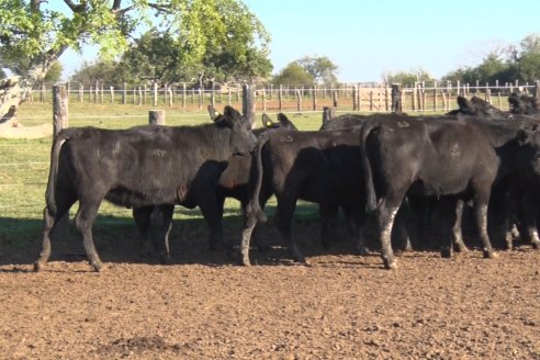 Juan Manuel Sanchez - Estancia La Chica - Preparación de lotes para el remate ENTRE ANGUS en Chajarí