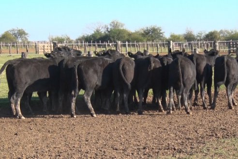 Juan Manuel Sanchez - Estancia La Chica - Preparación de lotes para el remate ENTRE ANGUS en Chajarí