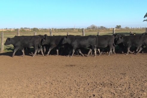 Juan Manuel Sanchez - Estancia La Chica - Preparación de lotes para el remate ENTRE ANGUS en Chajarí