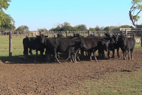 Juan Manuel Sanchez - Estancia La Chica - Preparación de lotes para el remate ENTRE ANGUS en Chajarí