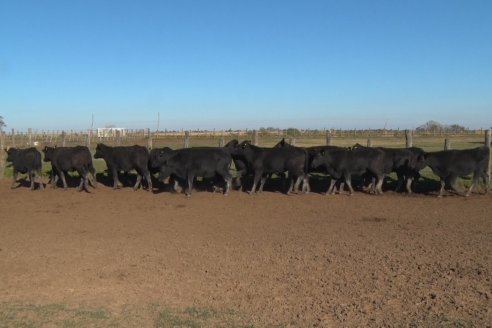 Juan Manuel Sanchez - Estancia La Chica - Preparación de lotes para el remate ENTRE ANGUS en Chajarí