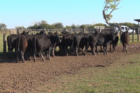 Juan Manuel Sanchez - Estancia La Chica - Preparación de lotes para el remate ENTRE ANGUS en Chajarí