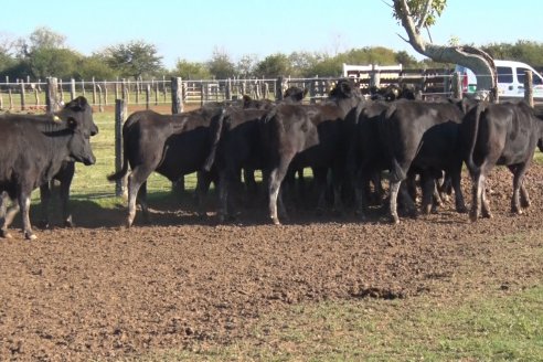 Juan Manuel Sanchez - Estancia La Chica - Preparación de lotes para el remate ENTRE ANGUS en Chajarí