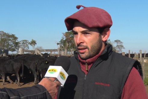 Juan Manuel Sanchez - Estancia La Chica - Preparación de lotes para el remate ENTRE ANGUS en Chajarí