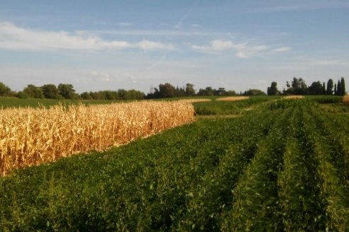 Las fertilizadoras fluctúan entre los productos químicos y biológicos