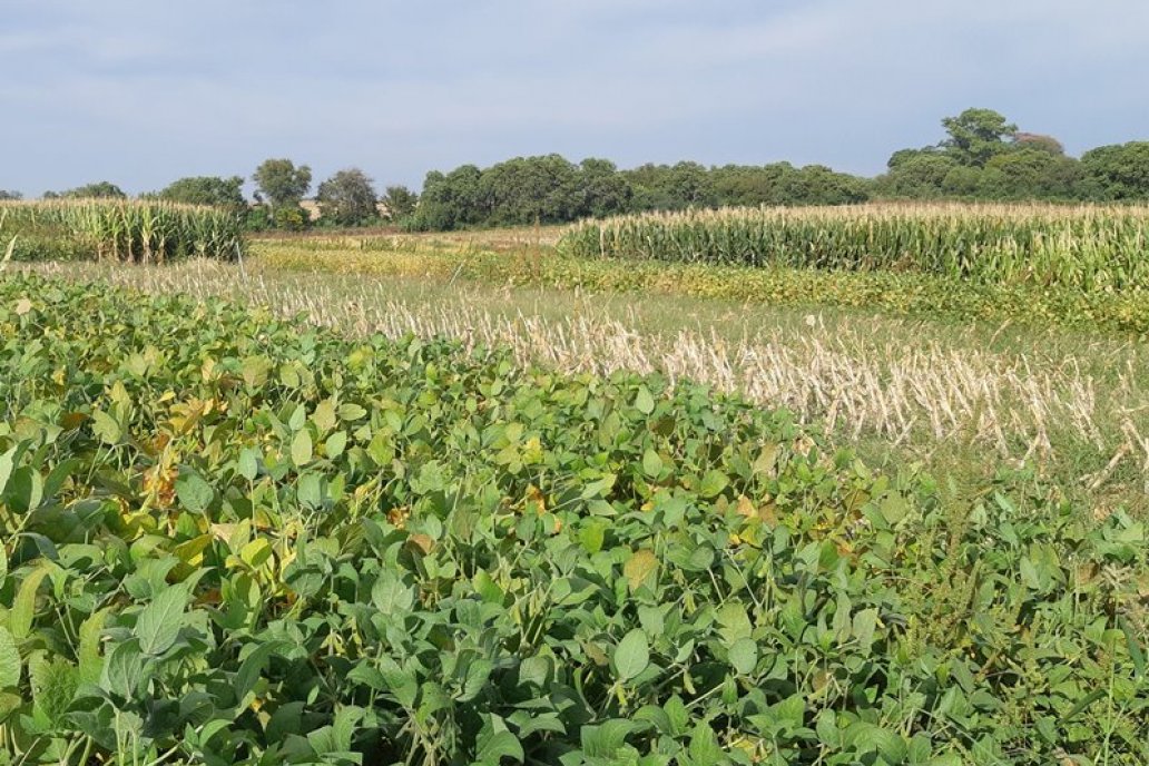 En ensayo está en campos de INTA Paraná, en la zona de Oro Verde.