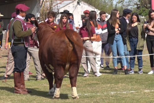 Jura Braford en la Exposición Gandera de la Sociedad Rural de Feliciano 2021